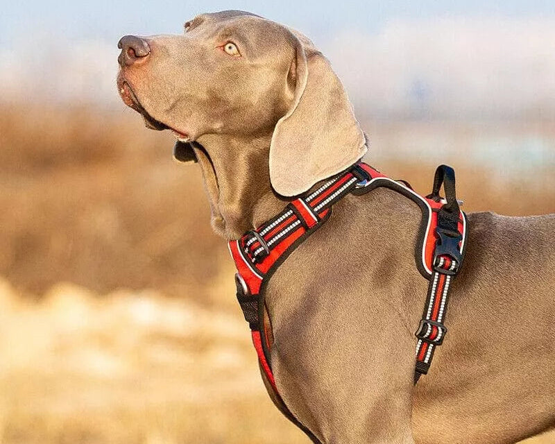 No Pull Harness