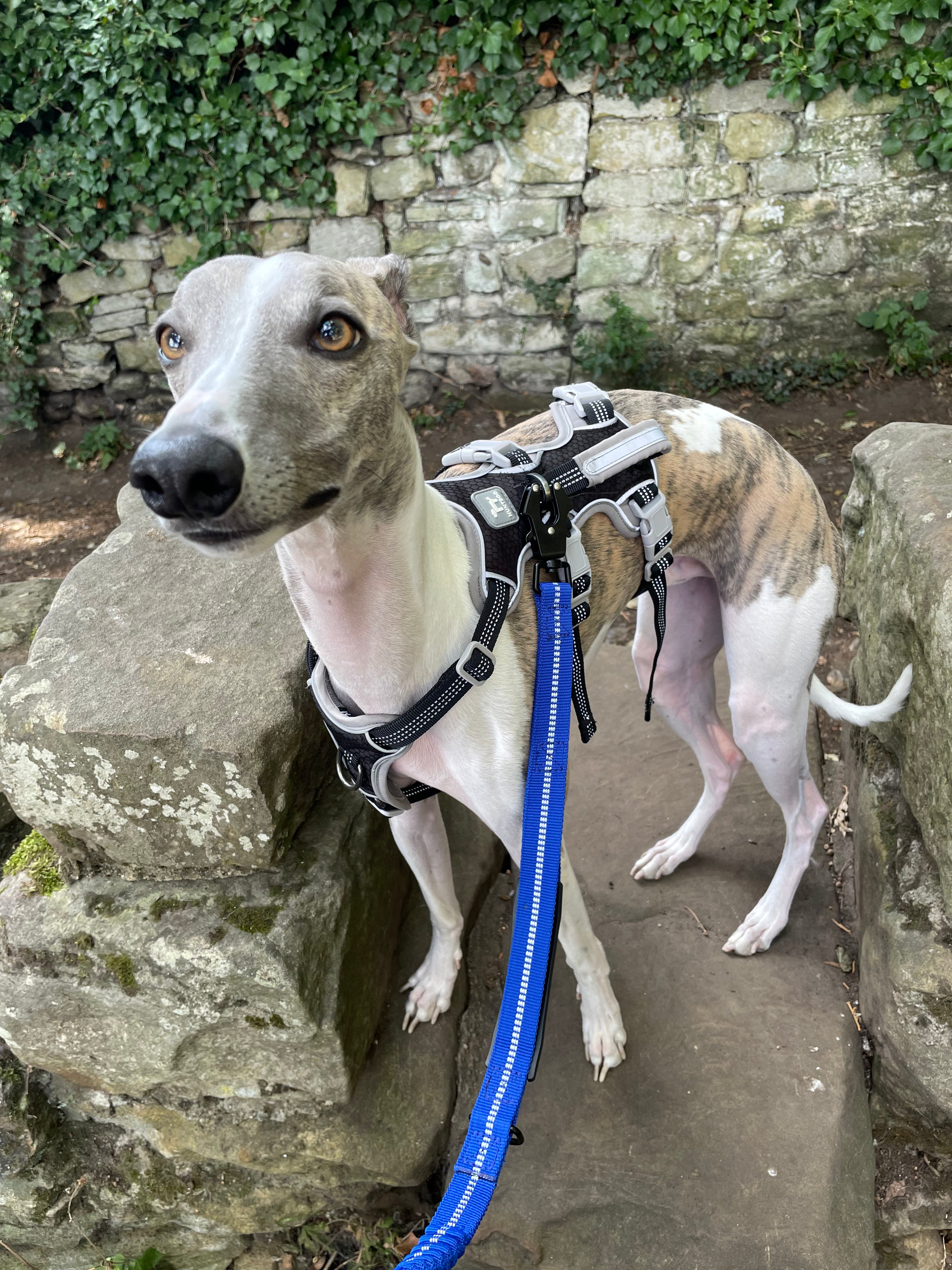 Shock Absorbing Leash with Car Seatbelt