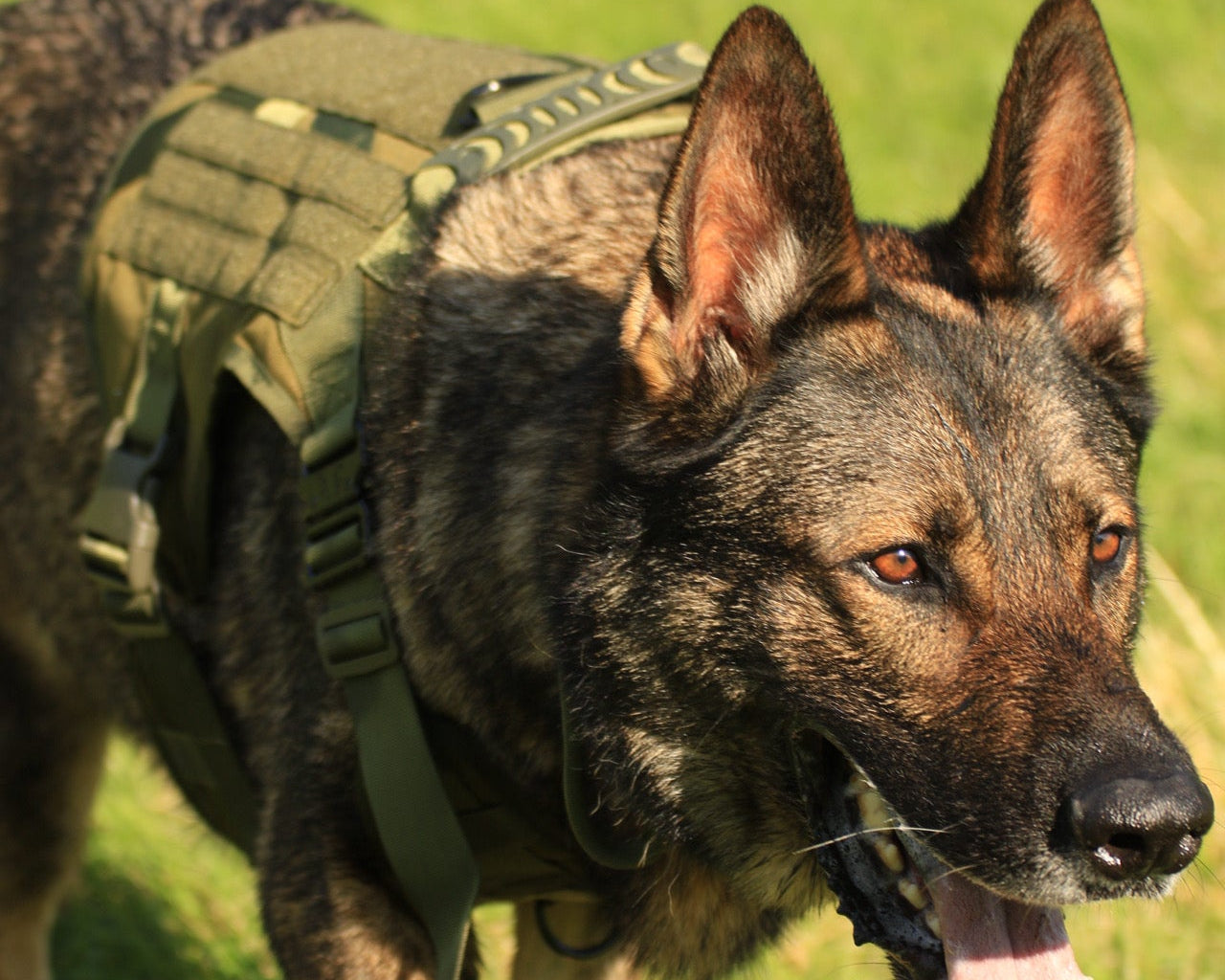 Tactical Dog Harness