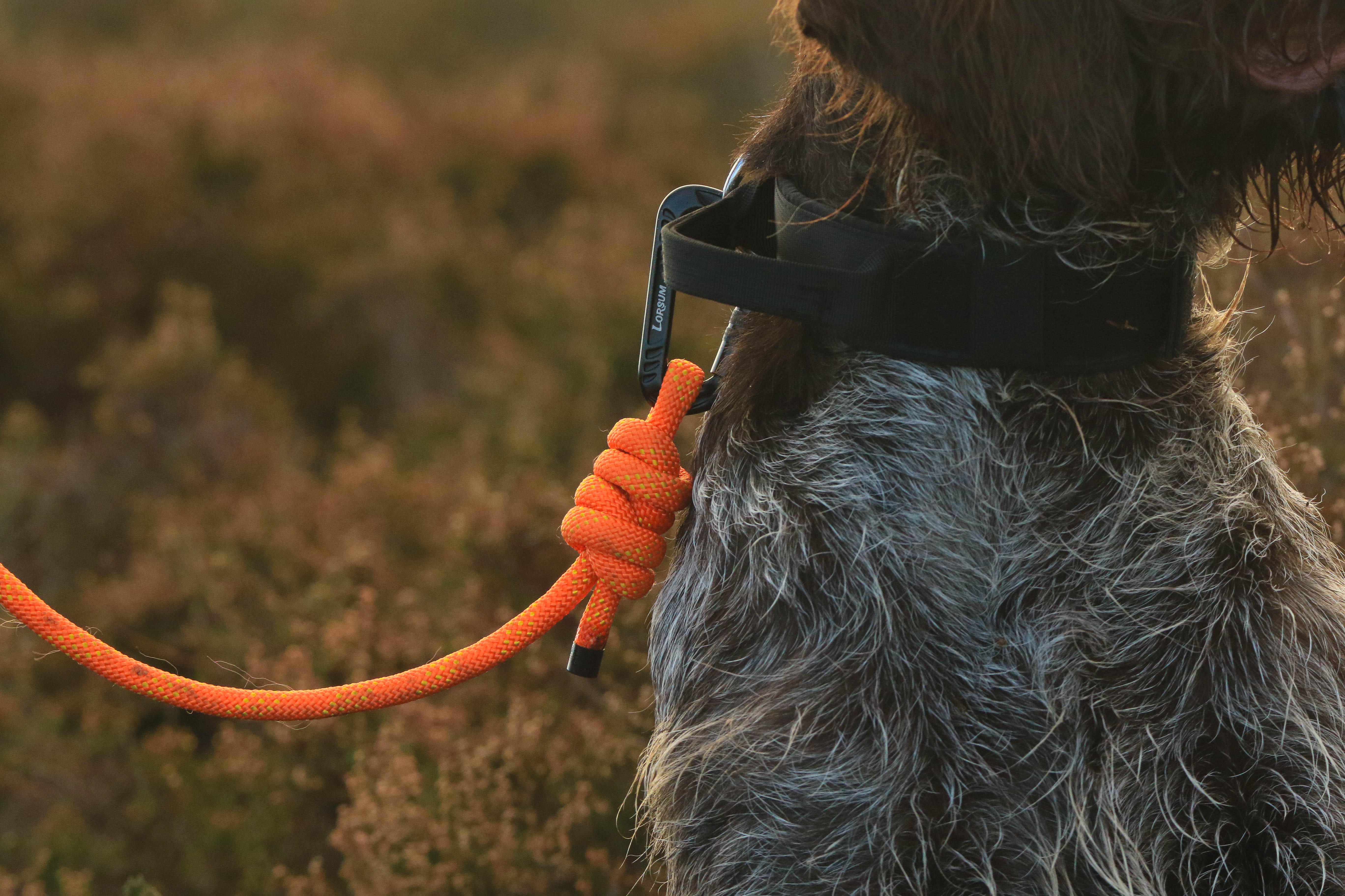 Summit Rope Leash
