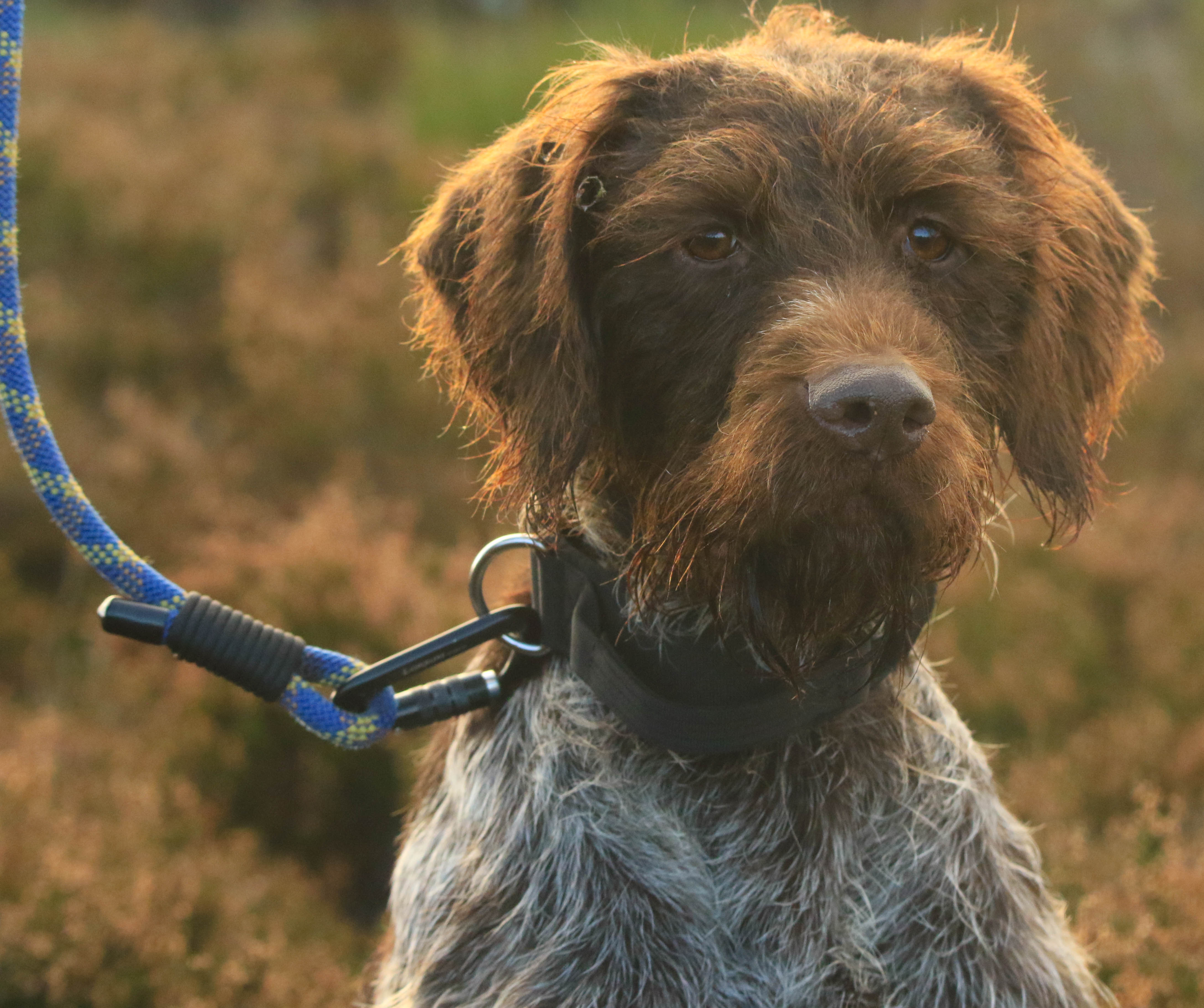 Roaming Rope Leash