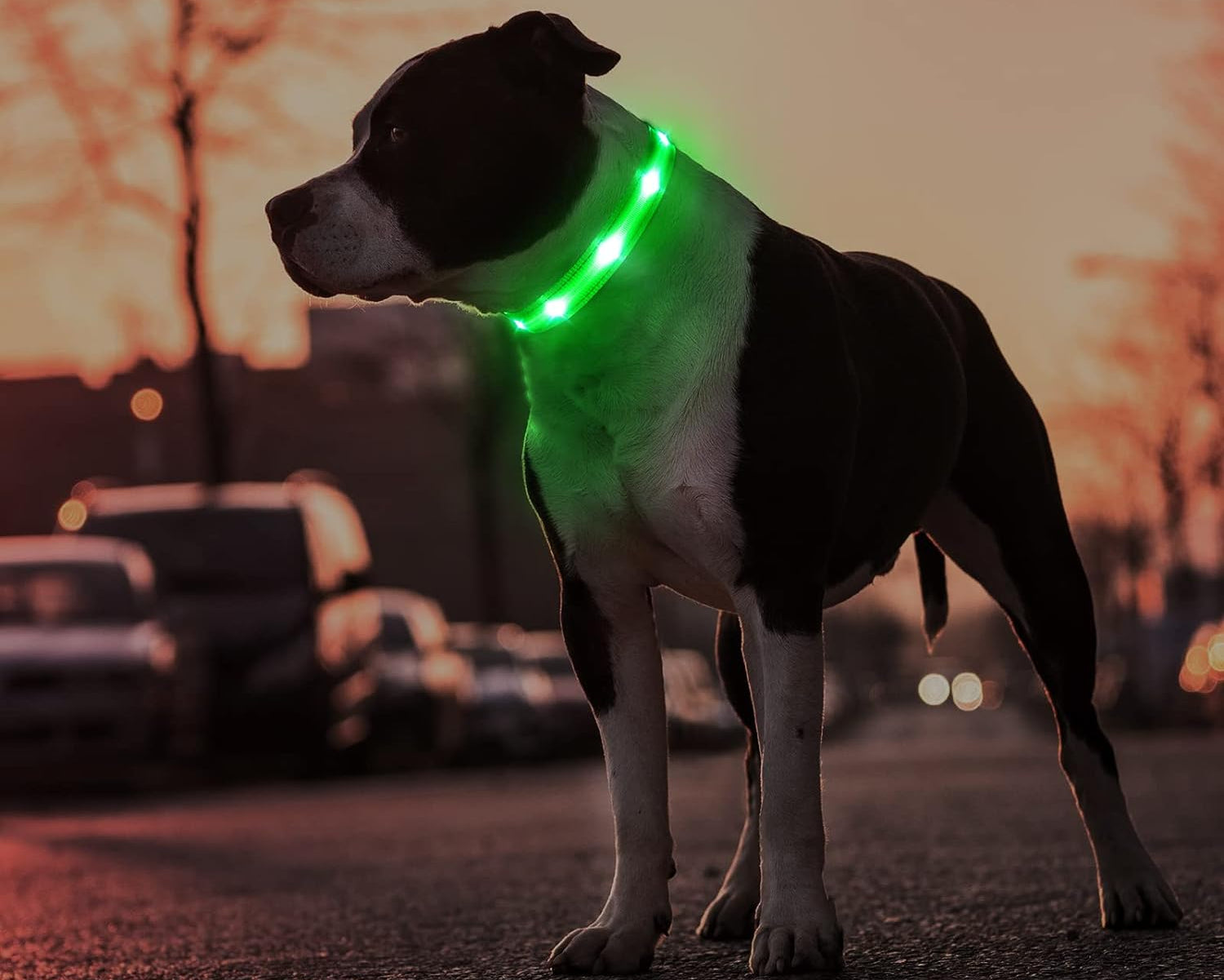 LED Dog Collar Night Light