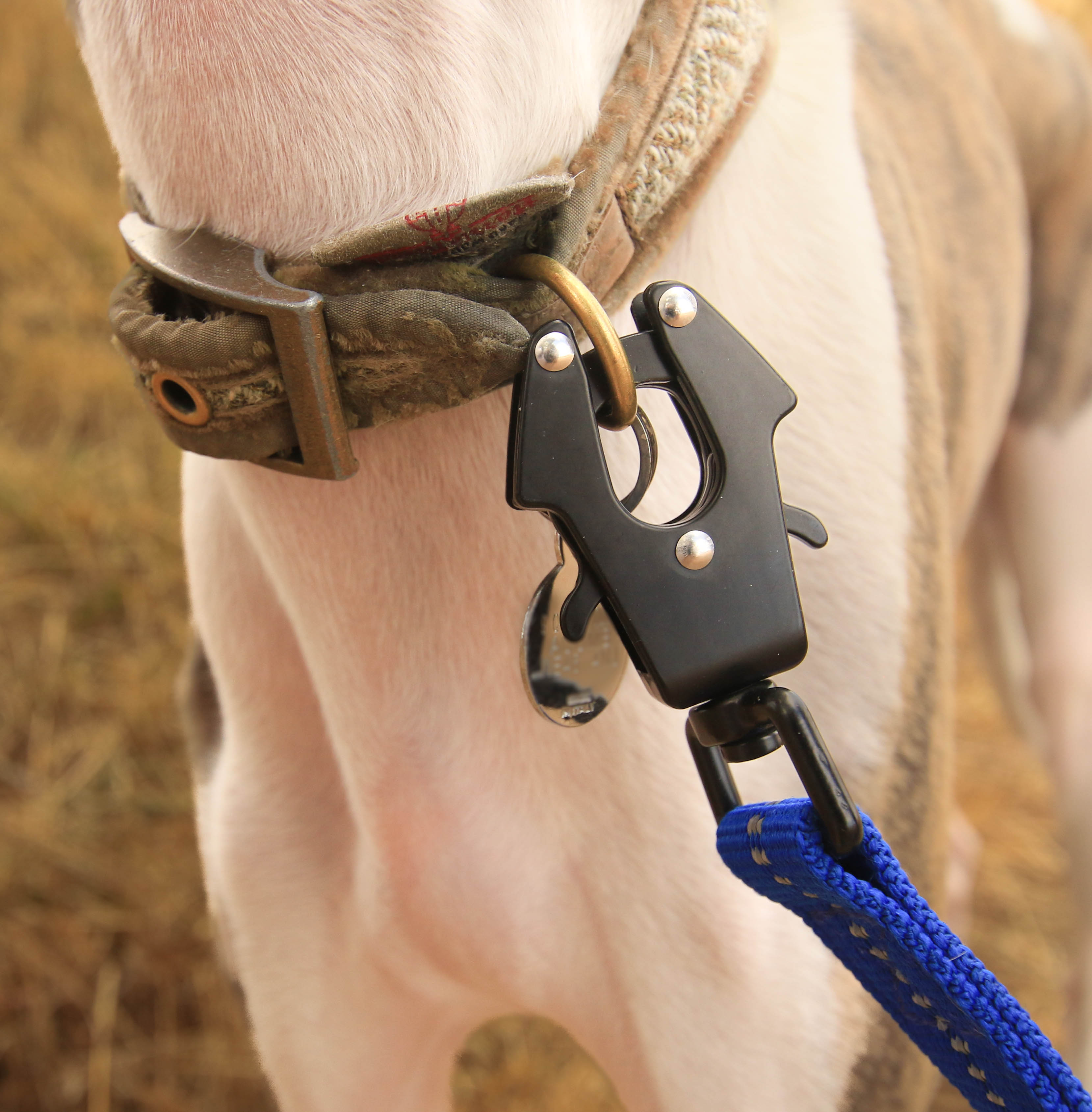 Shock Absorbing Leash with Car Seatbelt