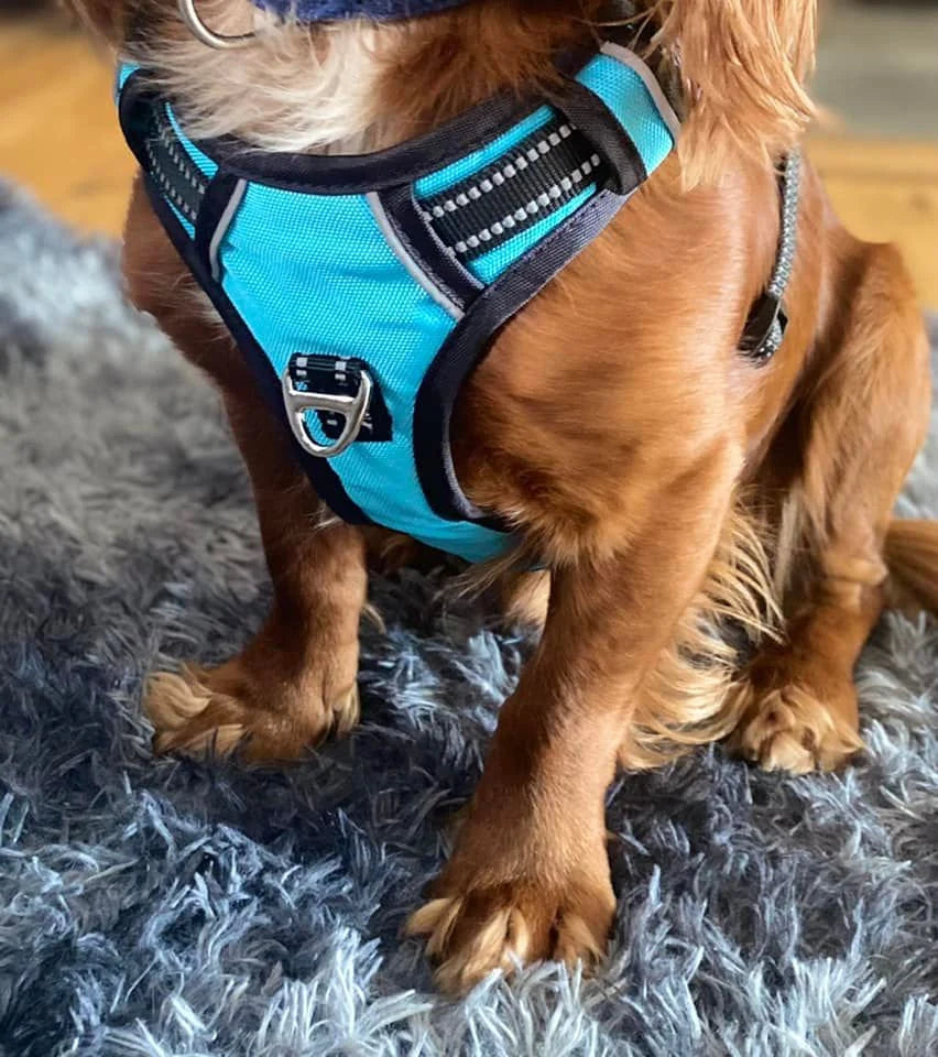 No Pull Harness